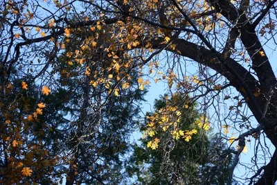 DSC_5081 (Large).JPG